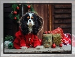 Cavalier King Charles spaniel, Ubranko, Choinka